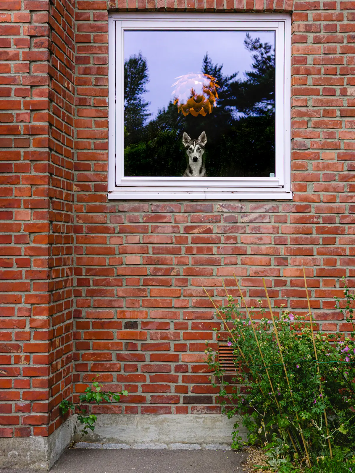 Husky dog looking out through a square window in a red brick building.