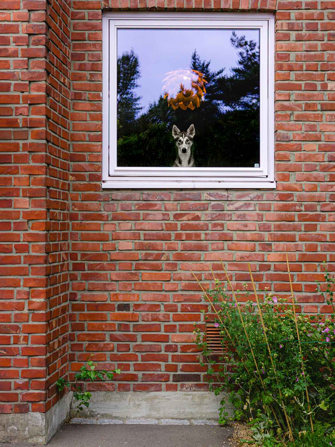 Husky dog looking out through a square window in a red brick building.